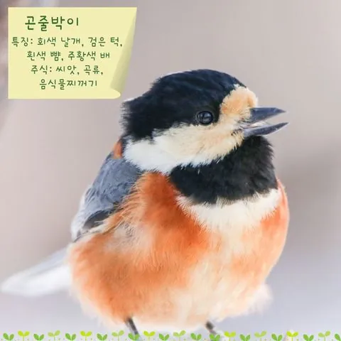 동아리 이미지